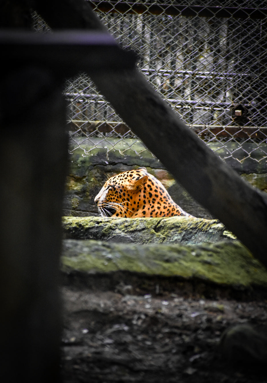 Behind the Bars: The Silent Gaze of a Leopard