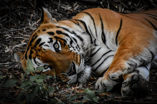 Eye to Eye with a Tiger: A Wildlife Portrait Study