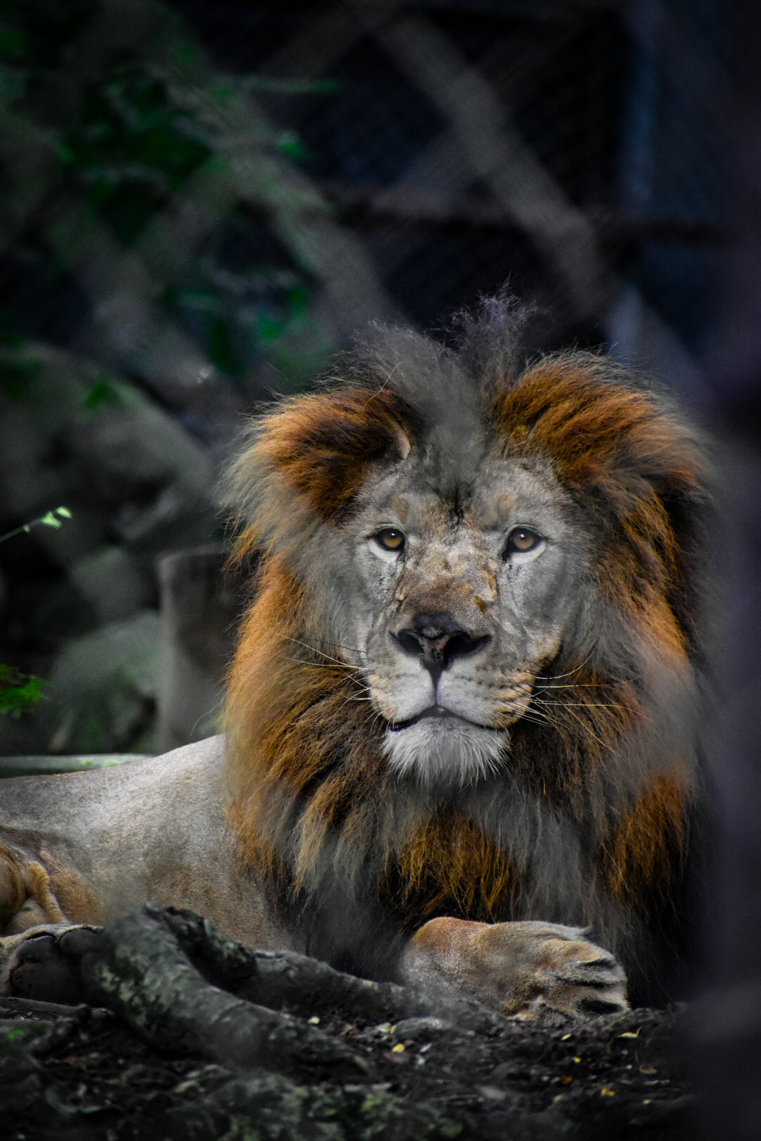 The King’s Presence: A Lion Portrait in Natural Light