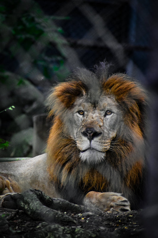 The King’s Presence: A Lion Portrait in Natural Light