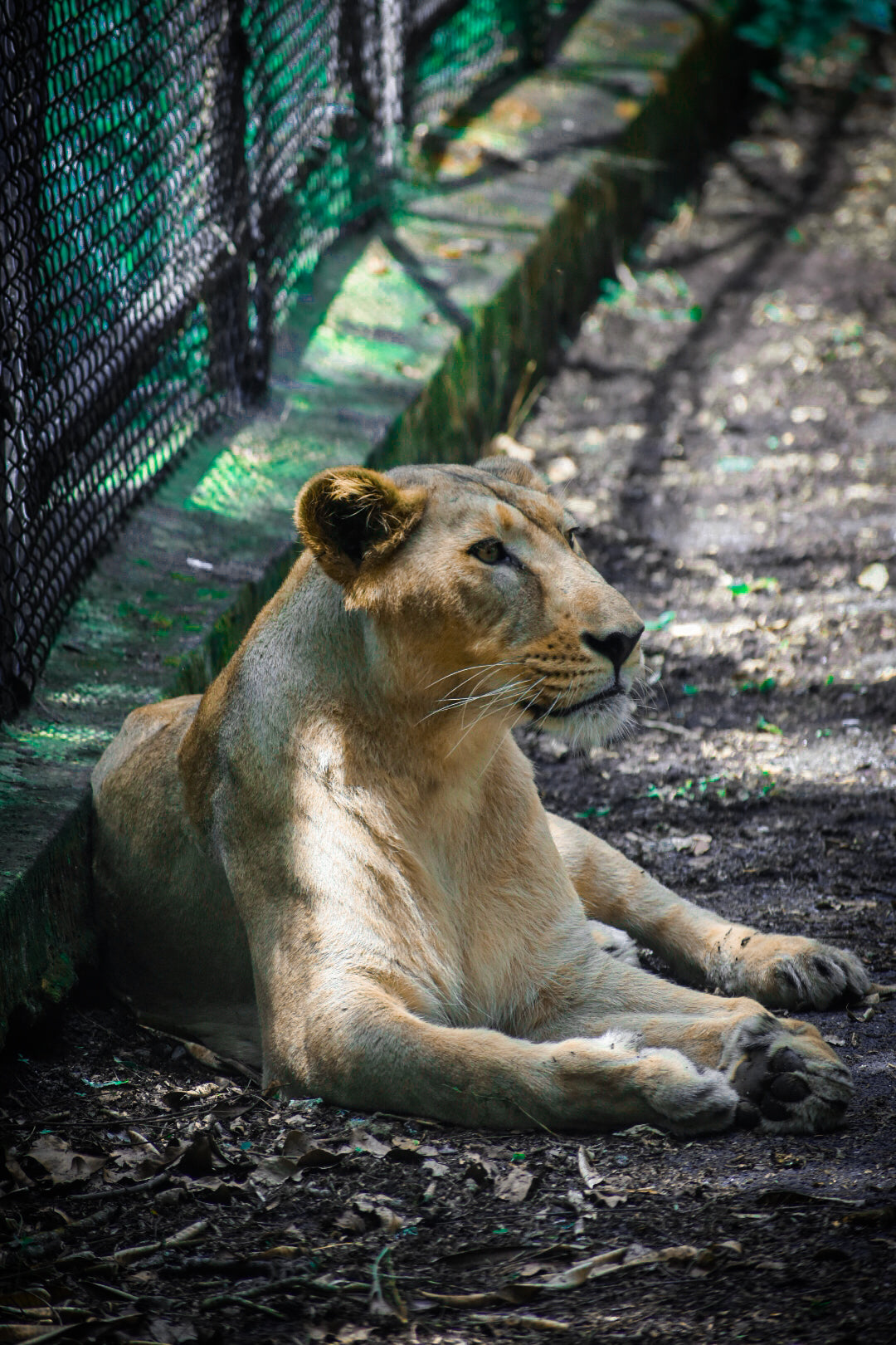 Silent Strength: The Elegance of a Lioness