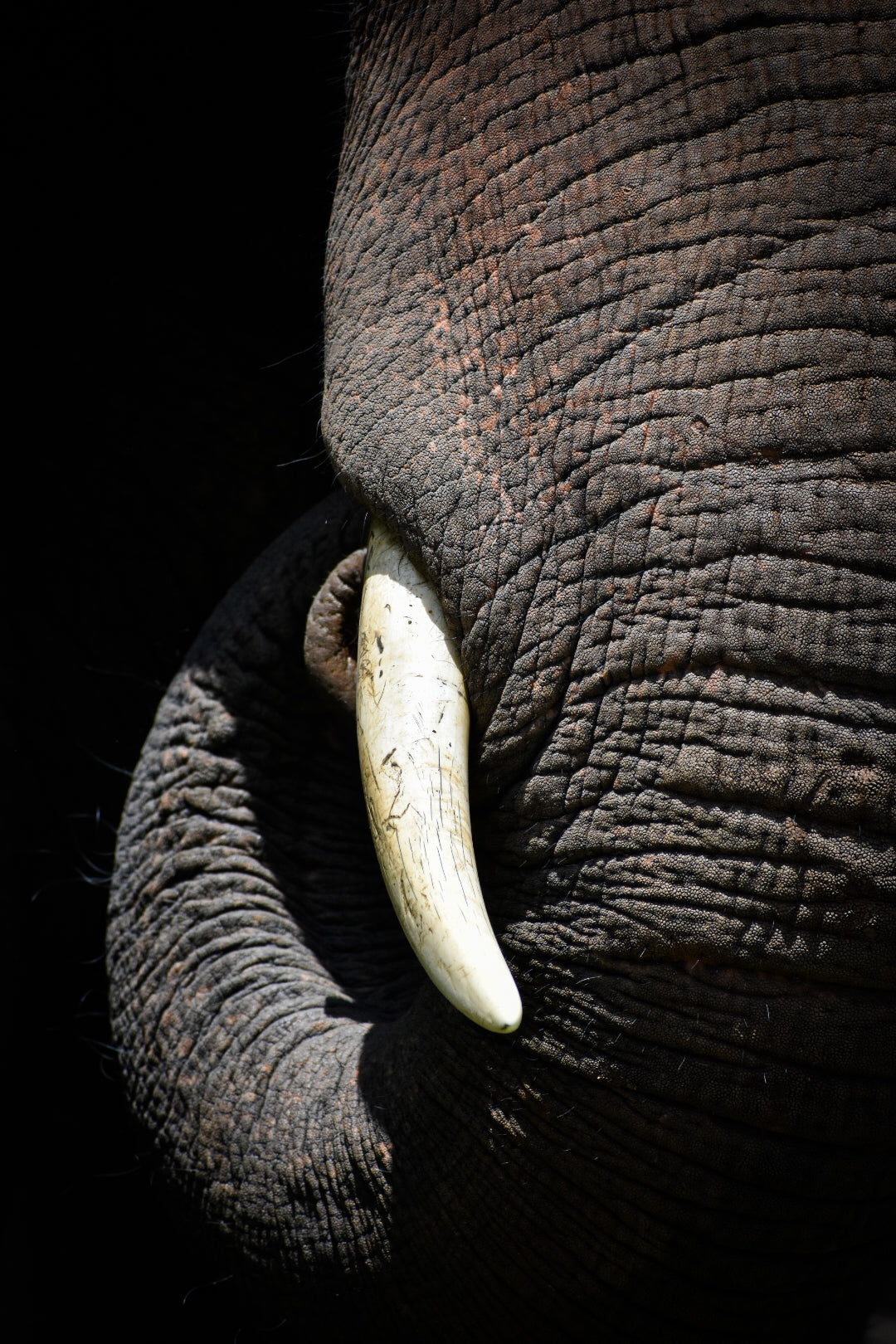 Textures of the Wild: The Timeless Strength of an Elephant